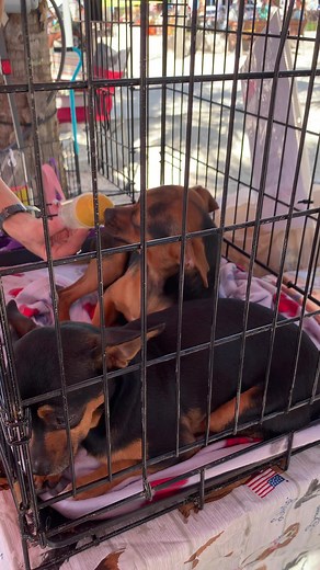 29 reactions | Ozzie loves Pup Pops | Florida Cocker Spaniel Rescue | Facebook