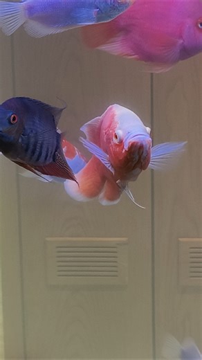 Rang birangi fish se bhara amazing aquarium! #shorts #fish