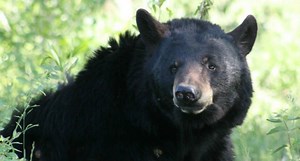 Do Bears Poop While Hibernating?