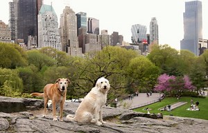 Top 10 New York City Off-Leash Dog Parks