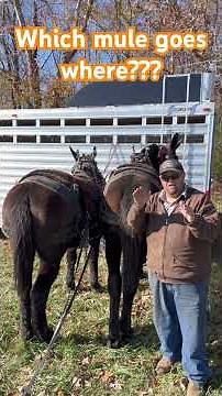 How I decide what side my mules work on..#horselogging #logging #drafthorses #horse