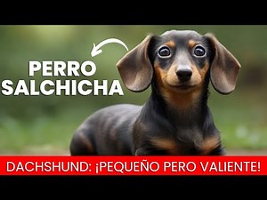 Perro Salchicha - Como Cuidarle