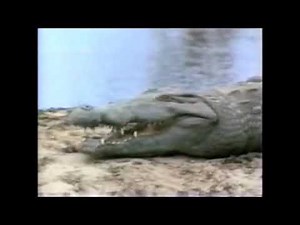 Animal Face Off - Crocodile Vs Shark (Link in description)
