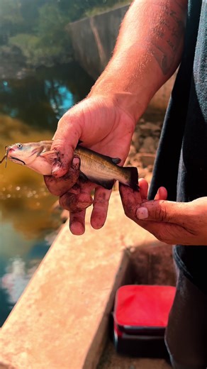 Catching Baby Catfish: Tips and Tricks for Beginners