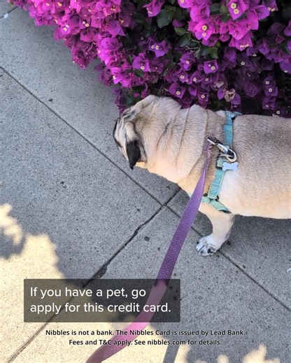 Your pet's health is important. Protect them for the future with free pet insurance. Included with the no fee Nibbles card. Nibbles is not a bank. The Nibbles Card is issued by Lead Bank. Fees and T&C apply. | Nibbles Pet Credit Card