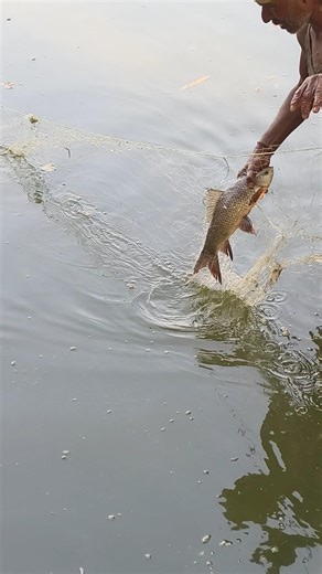 Fish Trapped in line Net #fishing