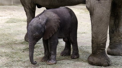Indianapolis Zoo welcomes baby African elephant through first-of-its-kind birth