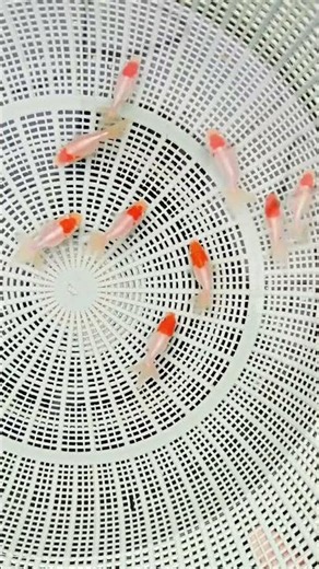 The three-month-old goldfish has started to change color! #fishing #fish #koi #aquaticpets