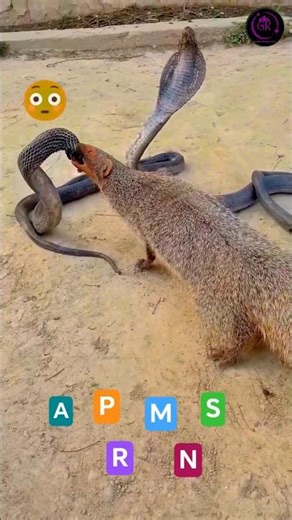 नेवला और सांप 🐍😳 #Shorts #viral #trending #Gudiya_Kumari_GK50