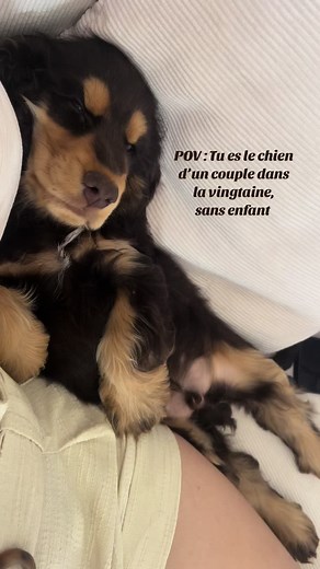 Une vie de pacha 🦦 #chiot #cockerspaniel #chien #cockerspanielsoftiktok #dogs #puppy #cockerspanielpuppy #doglover #dogsoftiktok