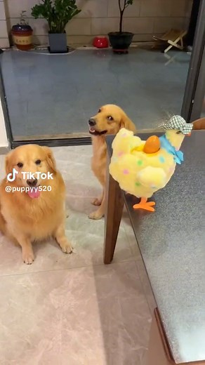 Adorable Golden Retriever Compilation