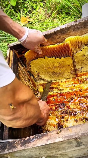 Why Wild Honey is More Expensive: Discover Its Value