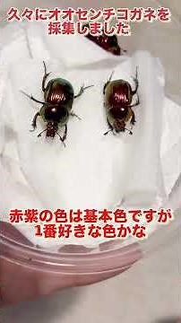ウンコ食べてるのに綺麗なオオセンチコガネ#糞虫#昆虫採集 #いきもの大図鑑 #昆虫標本 #クワガタ#カブトムシ