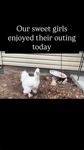 Chickens make us smile! #mamaof4 #chickensaspets #countrylivin | Christine Lowe