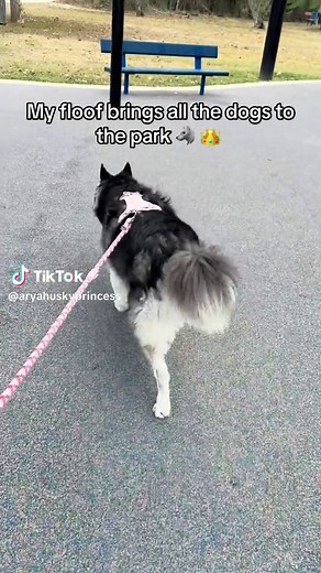 Arya the husky princess 👑 loves going to the park instead of sticking to the trails because she loves meeting the kids to play with her. 🐾 #aryathehuskyprincess #huskyprincess #huskylife #dogsoftiktok #wolfpack