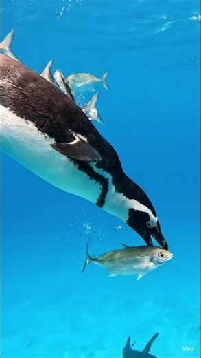 Penguin attack fish #wildlife #oceanlife #viralvideo #Short #life