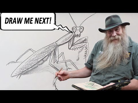 HOW TO DRAW A PRAYING MANTIS (Beginner to Intermediate)