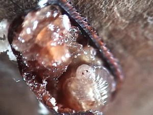 File:Evania appendigaster life cycle.webm - Wikimedia Commons