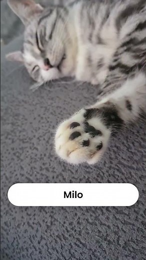 Best Names for Male Cats #shorts #cats
