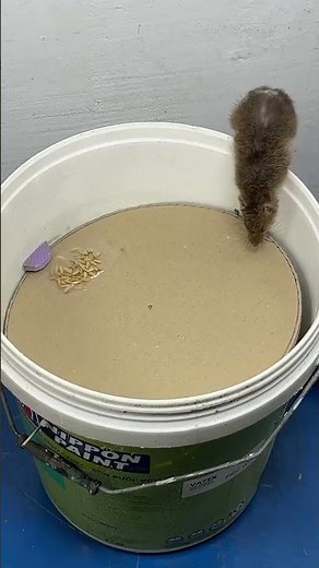 Safe & Easy Way to Catch mice at Home – No Harm!