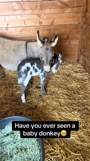 Donkey family on Instagram: "Cute 😍😍😍 Credit : @kristaupcountry @donkey_familyy"
