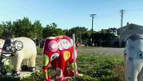 Footage of the Elephant Parade an International Showcasing the World S Largest Art Exhibition of Painted Elephants Stock Footage - Video of beautiful, california: 299279126