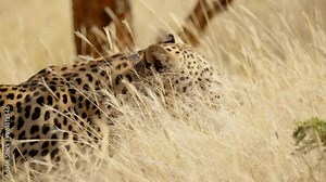 closeup of a wild leopard face closeup walking in the forest. Closeup of wild leopard face closeup walking in forest. Amazing scene on safari watching wild animals. Concept of wildlife nature, africa