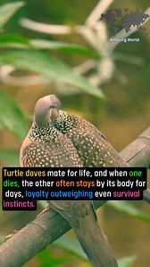 Turtle doves | Amazing World