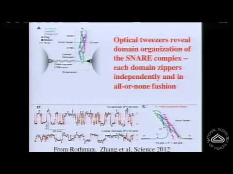 The Molecular Mechanism of Synchronous Neurotransmitter Release at Synapses