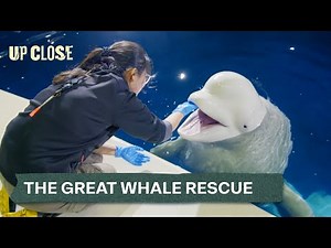The Epic Voyage of Two Belugas | John Bishop's Great Whale Rescue Ep.2 | Up Close