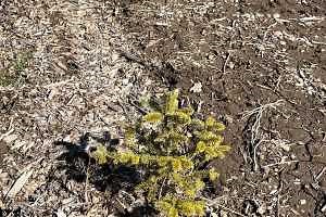 Yikes! Yellow trees? What’s going on here?