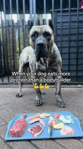 Dog's Protein Intake vs. Bodybuilder's Diet