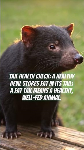 Tasmanian Devil – The Loudest, Fiercest Survivor in Tasmania 🇦🇺
