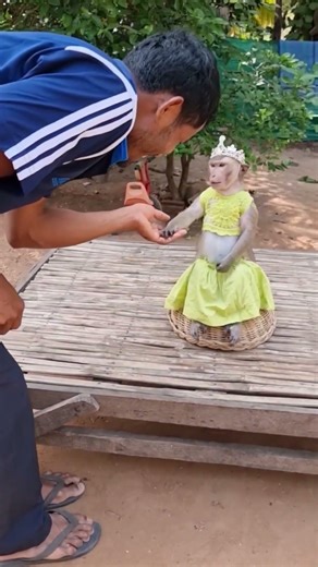 Princess Shally Is Too Cute to Handle #shally #monkey #yaya #funny #animal #dailyanimal #babymonkey