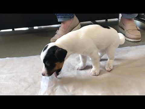 Puppy vomits surprising item at the vets. @KevinJonesVet