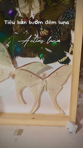 Actias luna ( tên khác là Bướm đêm Luna ) là một loài bướm đêm có cánh màu xanh đá vôi và thân trắng. Ấu trùng có màu xanh lá cây. Đây là loài bướm đêm Tân Bắc giới trong họ Saturniidae, phân họ Saturniinae. Loài bướm này được tìm thấy ở Bắc Mỹ, từ phía đông của Đại Bình nguyên ở Hoa Kỳ – Florida đến Maine, và từ Saskatchewan về phía đông qua trung tâm Quebec tới Nova Scotia ở Canada#xuhuong #xuhuongtiktok #tieubanbuom #tieuban #TikTokAwardsVN2023 bonus.cho ai lấy beat cry baby lên tiếng xác nhậ