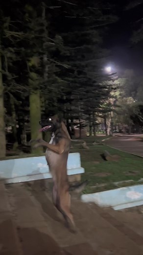 Amazing Dog Tricks from Brazil and Morocco