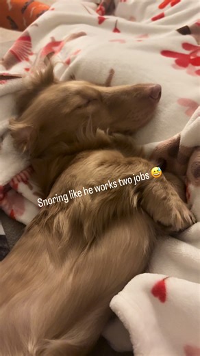 Anyone else’s dog snore like this? Big volume for a small dog 😅 #snoringdog #sleepingdog #dachshund #funny