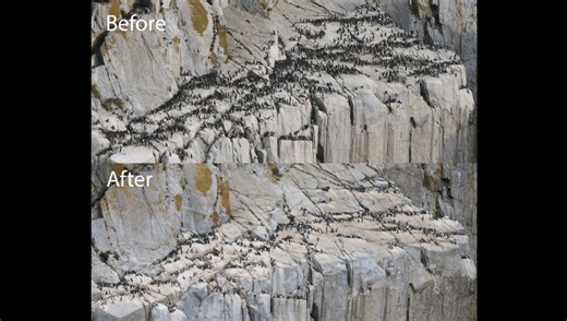 "The Blob" Kills 4 Million Seabirds, The Largest Single-Species Mortality Event In Modern History