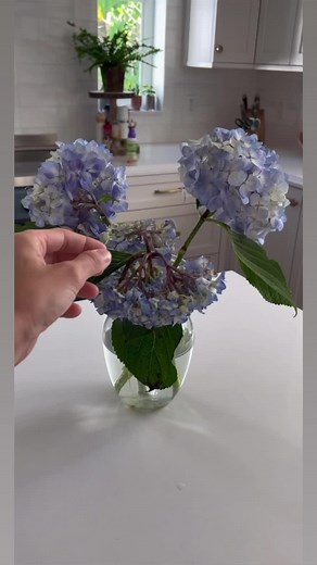 Today I learned how to save hydrangeas! #hacks #flowerhack #gardeninghack #tipsandtricks | 7 Days of Play