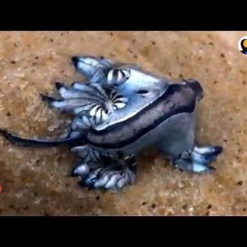 These Sea Slugs Are So Beautiful And Crazy Looking | The Dodo