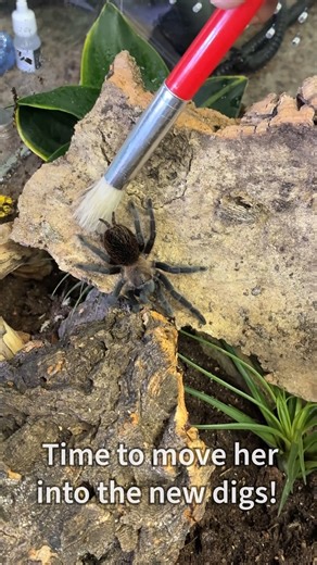 Watch how we build a bioactive terrarium for a Tliltocatl schroederi in this Tarantula Cribs enclosure🕷 . -THE DUDE ABIDES👍🏻 Location: The Bio Dude Inc Houston 15116 Highway 3 Bldg 4 Webster, TX 77598 NEW HOURS: Mon-Sat: 10am-6pm Phone: (717) 305-0684 Email: customercare@thebiodude.com . . . #blackbeauty #mexicanblackbeauty #tarantula #tarantulas #tarantulahabitat #tarantulacribs #bioactiveterrarium #bioactivevivarium #bioactiveenclosure #bioactive #exoticpets #bioactivehabitat #pets #petcare