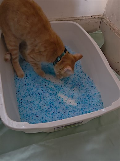 Went away for the weekend to Vermont. The humans forgot to replace the broken litter box and what they gave me for the night was not acceptable. Nana, mum, and I went on a half hour journey to the nearest Walmart first thing this morning and now I am so happy. Only @PetSafe Brand Crystal Liter is good enough for Siggi 🤣 #litterbox #litterboxproblems #siggi #adorablepets #orangekitten