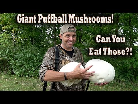 Giant Puffball Mushrooms Foraging! Eating, Cooking, Freezing & Storing Edible vs. Poisonous Shrooms