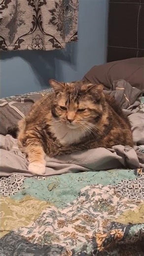 17 Seconds of Pure Cat Cuteness! 🐾❤️