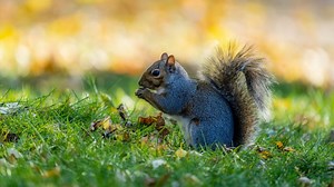 Squirrels on the pill?: Scientists design contraceptives to eradicate grey squirrels