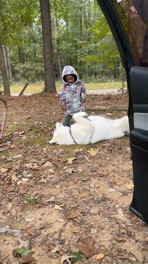 Toddler Mimics Dog Rolling for Belly Rubs