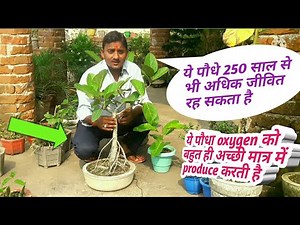 How to grow banyan tree bonsai // बरगद का बोनसाई
