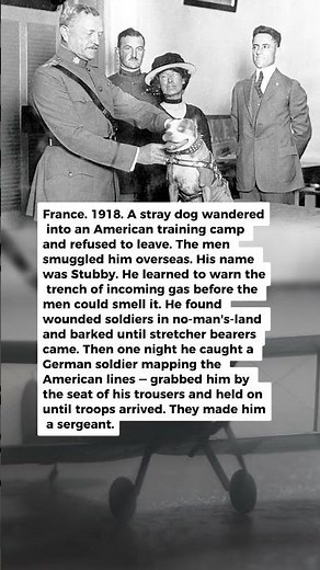 1 Stray Dog Caught a German Spy and Was Made a Sergeant | Military History Talks