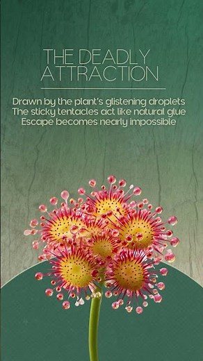 Sundew Plant: How Carnivorous Plants Trap and Digest Insects